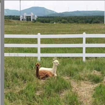 3 รถราง 1.8 * 2.5m PVC ฟาร์มรั้ว พลาสติก Vinyl Ranch Paddock รั้วม้า