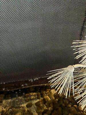 ผ้าม่านม้วนตกแต่งสแตนเลสสำหรับตาข่ายผนังน้ำตก